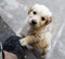 Golden retriever puppy pleading