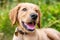 A Golden Retriever puppy portrait