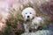 Golden retriever puppy posing on a heath field