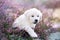 Golden retriever puppy posing on a heath field