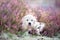 Golden retriever puppy posing on a heath field