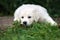 Golden retriever puppy posing outdoors