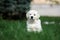 Golden retriever puppy posing outdoors