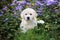 Golden retriever puppy posing outdoors