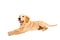 Golden retriever puppy purebred dog