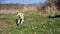 Golden retriever puppy run from front view in nature