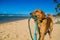 Golden retriever puppy on the shore beach