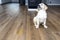 A golden retriever puppy sits scolded near a pee stain on modern waterproof vinyl panels in the living room of the home.