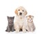 Golden retriever puppy sitting with tiny kittens. isolated