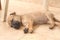 Golden Retriever puppy sleeping peacefully