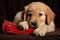 golden retriever puppy with a slipper in its mouth, ready to play