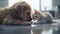 Golden retriever puppy and a tabby kitten lying on a white mirrored floor with their noses touched to each other. Pets