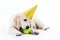 Golden retriever puppy with tennis ball and hat