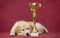 Golden retriever puppy tiredly lies next to the award cup