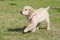 Golden retriever puppy walk