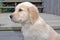 Golden retriever puppy on wooden step