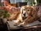 Golden retriever reading newspaper on couch daylight