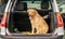 Golden retriever red labrador sit in open trunk of gray hatchback car and attentively watch street, tongue hanging out