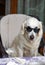 Golden retriever relaxing in the armchair with sunglasses.