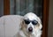 Golden retriever relaxing in the armchair with sunglasses