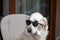 golden retriever relaxing in the armchair with sunglasses.