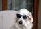 Golden retriever relaxing in the armchair with sunglasses.