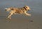 Golden Retriever running on beach