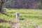 Golden Retriever running in a green sunlit meadow