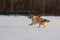 Golden Retriever is running. Winter.