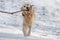 Golden Retriever Runs With Stick In Snowy Winter Park