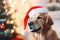 Golden retriever\\\'s December delight: Santa hat and tree