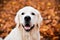 Golden Retriever`s nose closeup