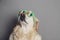Golden retriever with saint patricks day glasses against a grey seamless backdrop