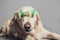 Golden retriever with saint patricks day glasses against a grey seamless backdrop