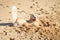 Golden retriever in the sand