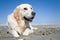 Golden retriever on a sandy beach