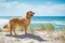 Golden retriever on a sandy dune overlooking beach