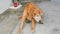 A Golden retriever is scratching itself with back foot.