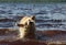 Golden retriever shakes himself off.