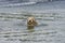 Golden Retriever shakes his head in the river after swimming