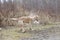 Golden retriever shakes off the excess water