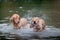 Golden Retriever shakes in water