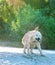 Golden Retriever shaking off water in summer