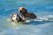 Golden retriever and Siberian puppies on the shore beach