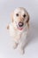 golden retriever sits on the floor and waits