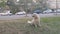 A Golden Retriever sits in a Park against the road, looking to the left and breathing heavily.