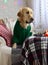 Golden retriever sits thoughtful on a chair in a green beautiful sweater