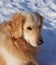 Golden retriever sitting at the snow