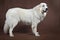 Golden Retriever standing, side view.