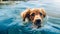 Golden Retriever Swimming: Emotive Close-up In Blue Water